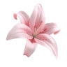 Lillieland Pinkeu