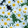 Daisy Matilda
